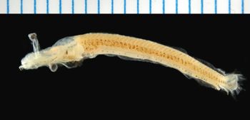 Media type: image; Ichthyology 66141